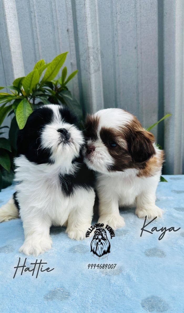 DogsIndia.com - Shih Tzu - Pulliango