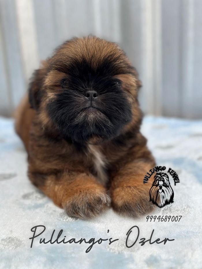DogsIndia.com - Shih Tzu - Pulliango