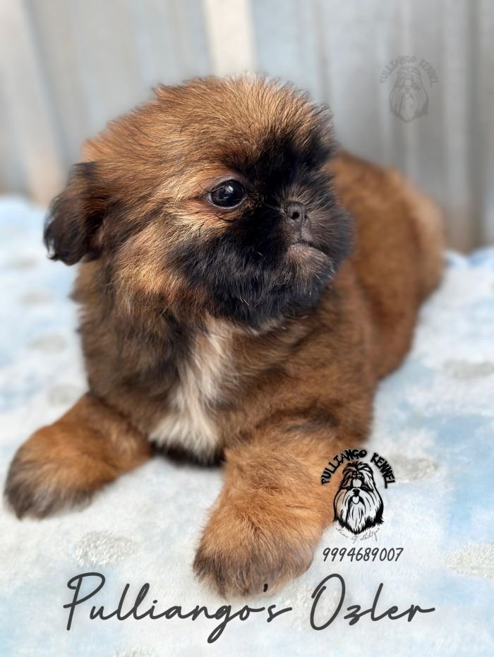 DogsIndia.com - Shih Tzu - Pulliango