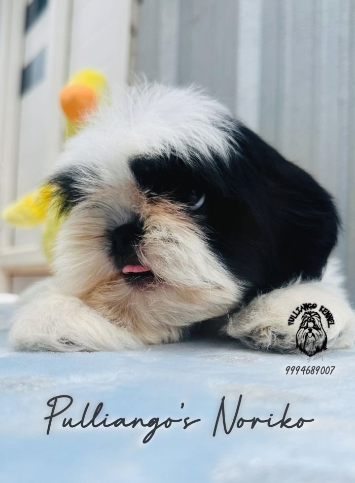 DogsIndia.com - Shih Tzu - Pulliango