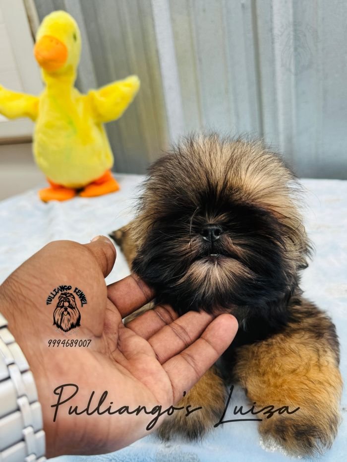 DogsIndia.com - Shih Tzu - Pulliango