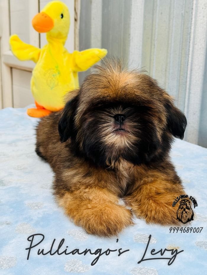 DogsIndia.com - Shih Tzu - Pulliango