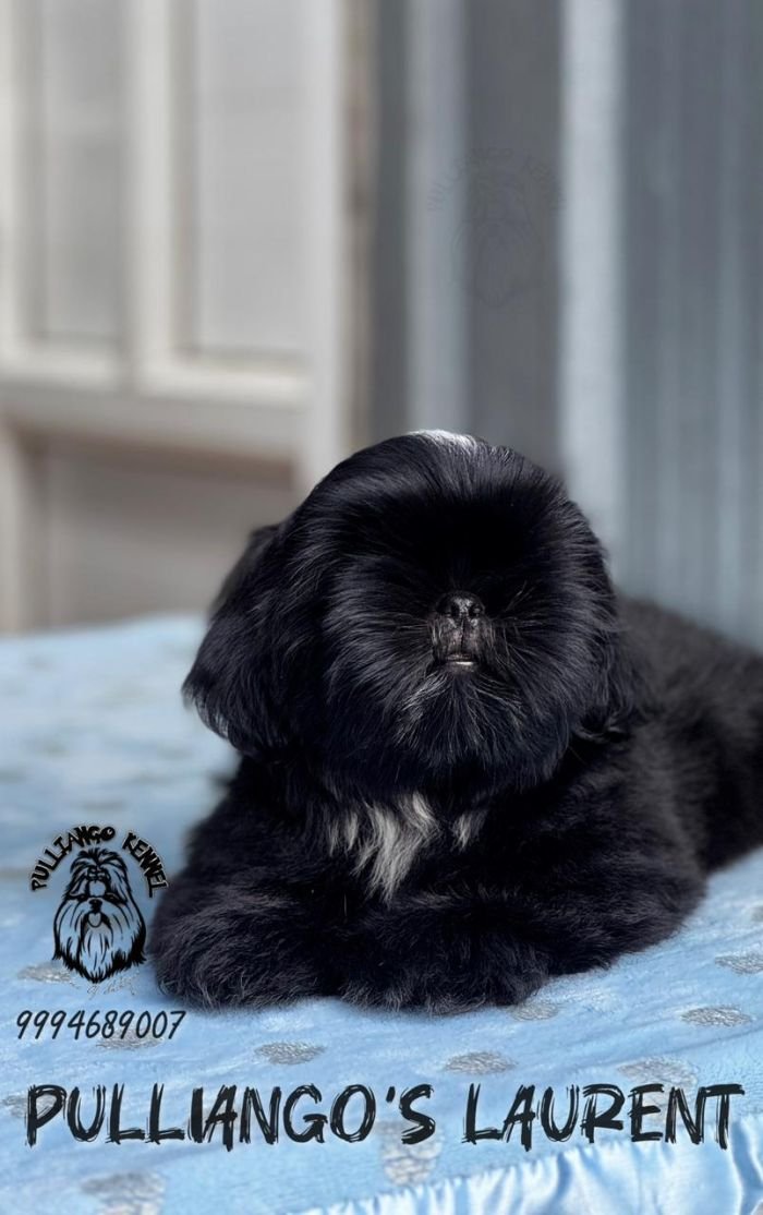 DogsIndia.com - Shih Tzu - Pulliango
