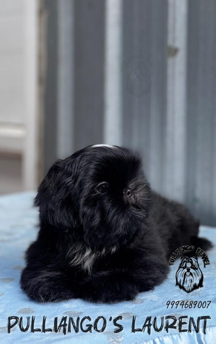 DogsIndia.com - Shih Tzu - Pulliango