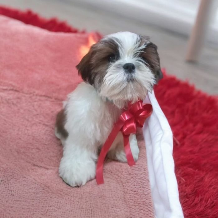 DogsIndia.com - Shih Tzu - Vanshini Kennel