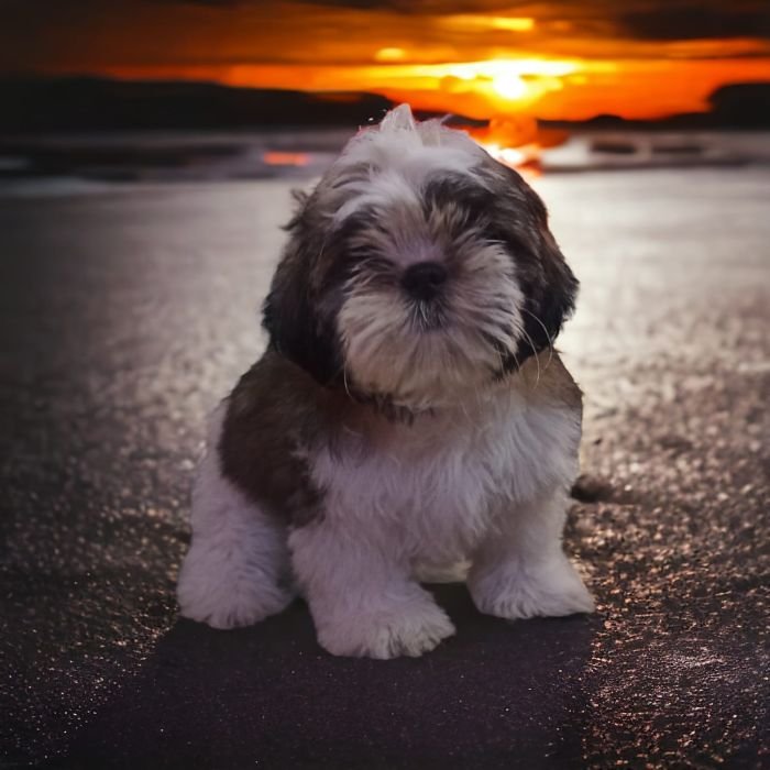 DogsIndia.com - Shih Tzu - Vanshini Kennel