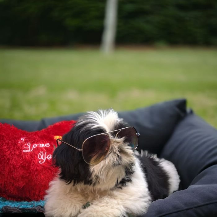 DogsIndia.com - Shih Tzu - Vanshini Kennel