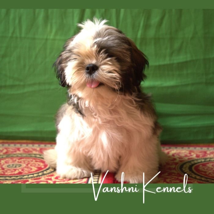 DogsIndia.com - Shih Tzu - Vanshini Kennel