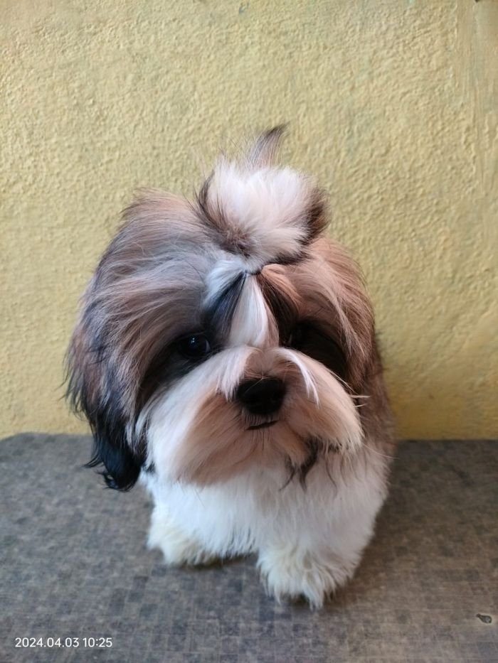 DogsIndia.com - Shih Tzu - Vanshini Kennel