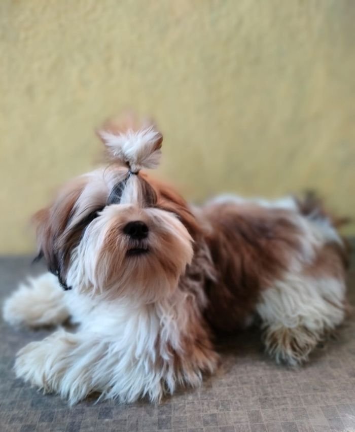 DogsIndia.com - Shih Tzu - Vanshini Kennel