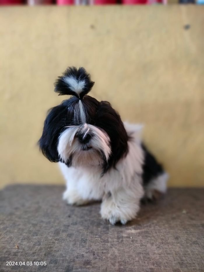 DogsIndia.com - Shih Tzu - Vanshini Kennel