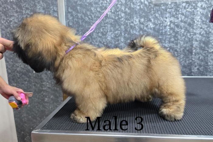 DogsIndia.com - Shih Tzu - Venkat Raj