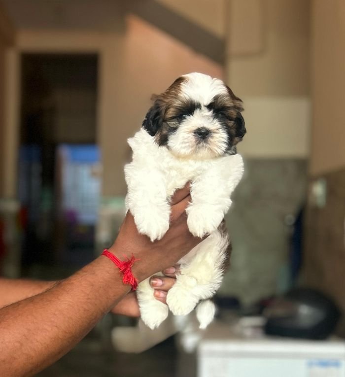 DogsIndia.com - Shih Tzu - Vikram 