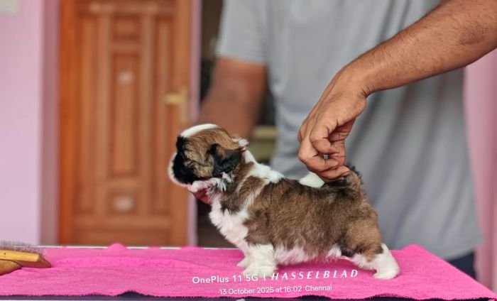 DogsIndia.com - Shih Tzu - Vikram 
