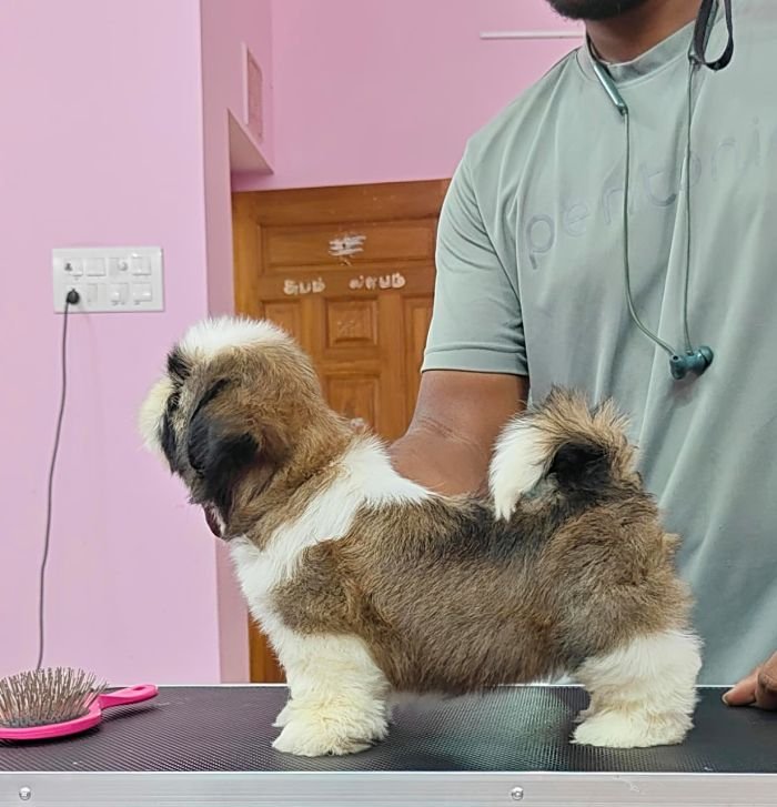 DogsIndia.com - Shih Tzu - Vikram 