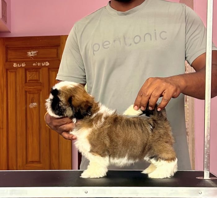 DogsIndia.com - Shih Tzu - Vikram 