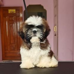DogsIndia.com - Shih Tzu - Vikram 