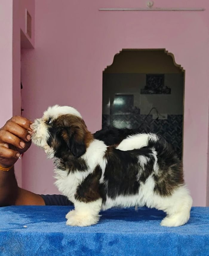 DogsIndia.com - Shih Tzu - Vikram 
