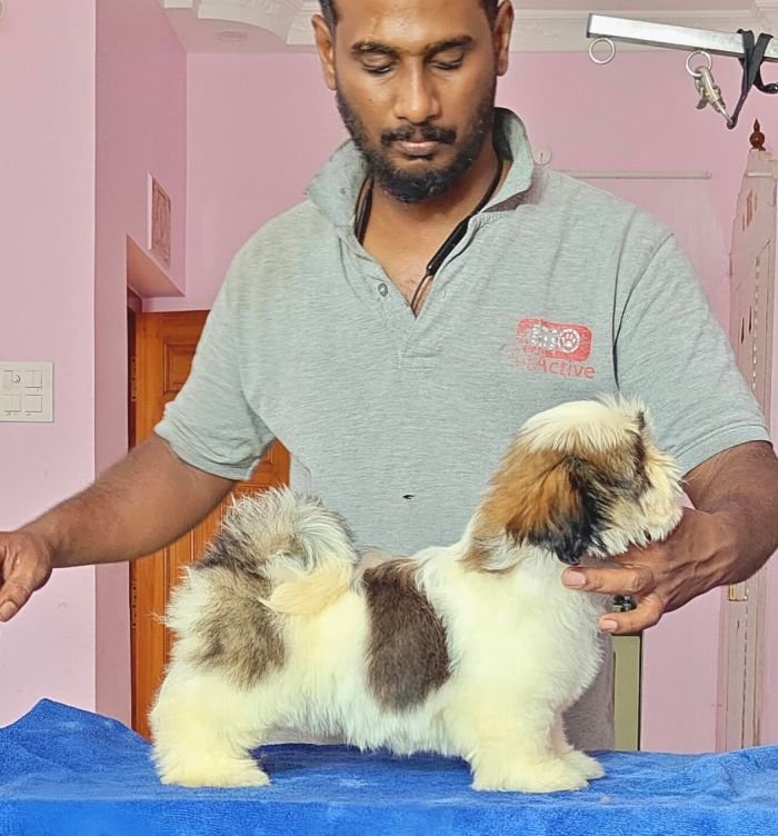 DogsIndia.com - Shih Tzu - Vikram 