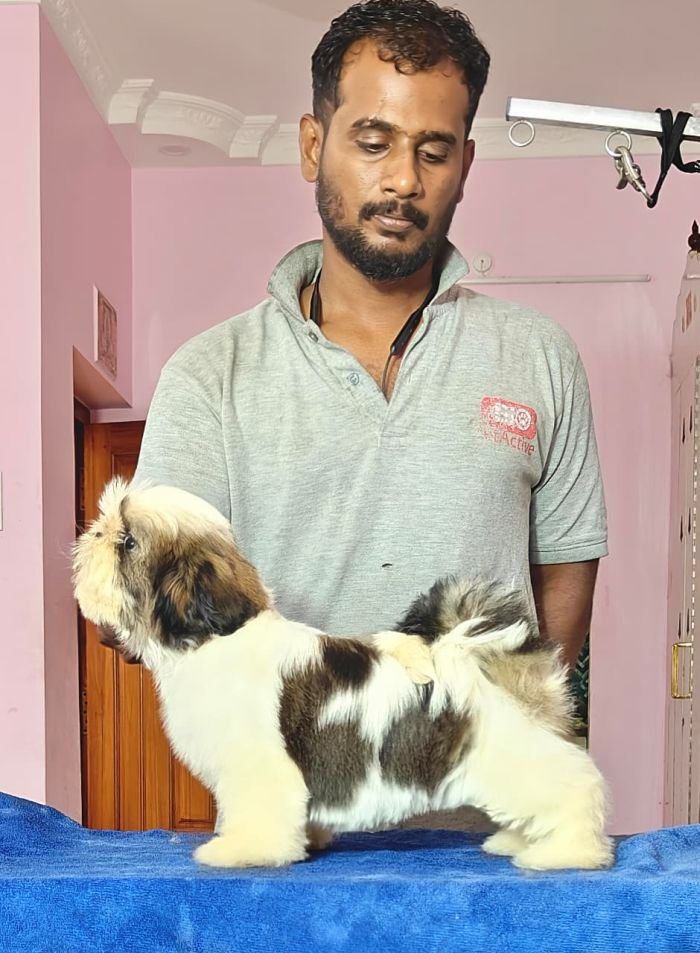 DogsIndia.com - Shih Tzu - Vikram 