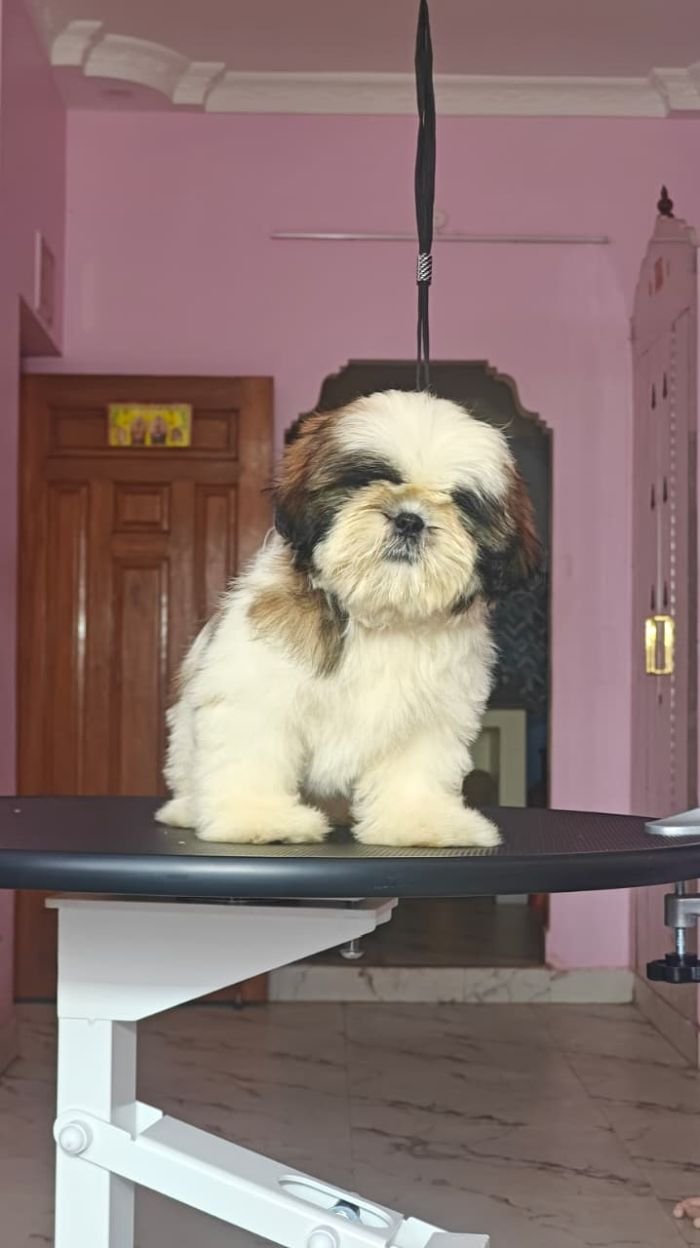 DogsIndia.com - Shih Tzu - Vikram 