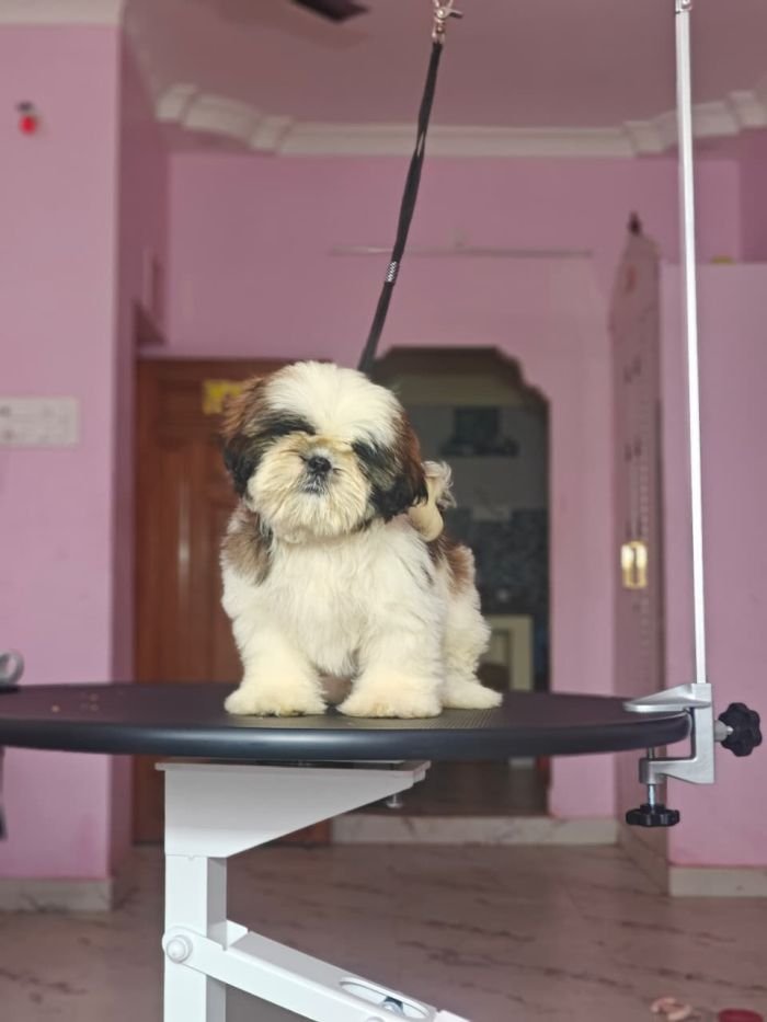 DogsIndia.com - Shih Tzu - Vikram 