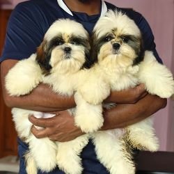DogsIndia.com - Shih Tzu - Vikram 