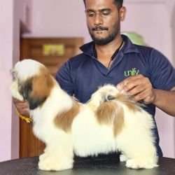 DogsIndia.com - Shih Tzu - Vikram