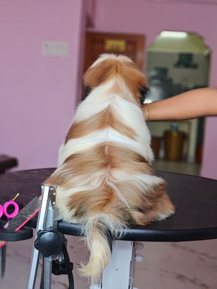 DogsIndia.com - Shih Tzu - Vikram 