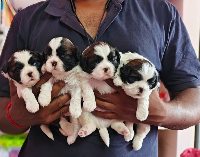 DogsIndia.com - Shih Tzu - Vikram 