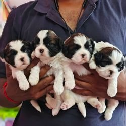 DogsIndia.com - Shih Tzu - Vikram 