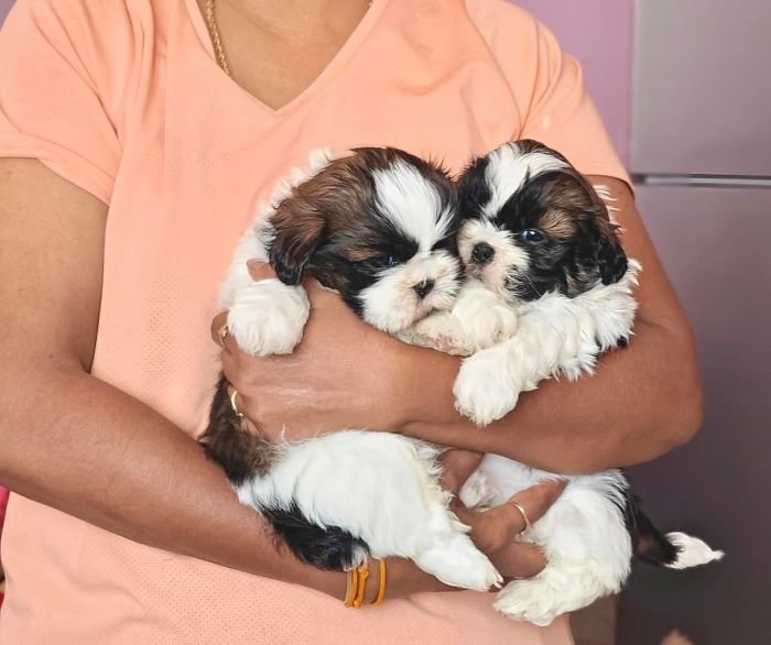 DogsIndia.com - Shih Tzu - Vikram 