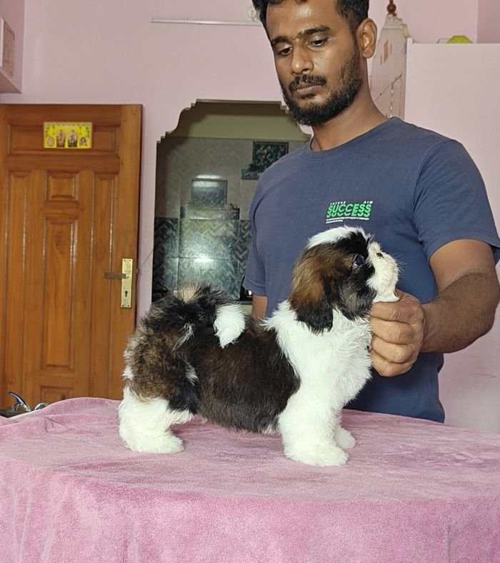 DogsIndia.com - Shih Tzu - Vikram 