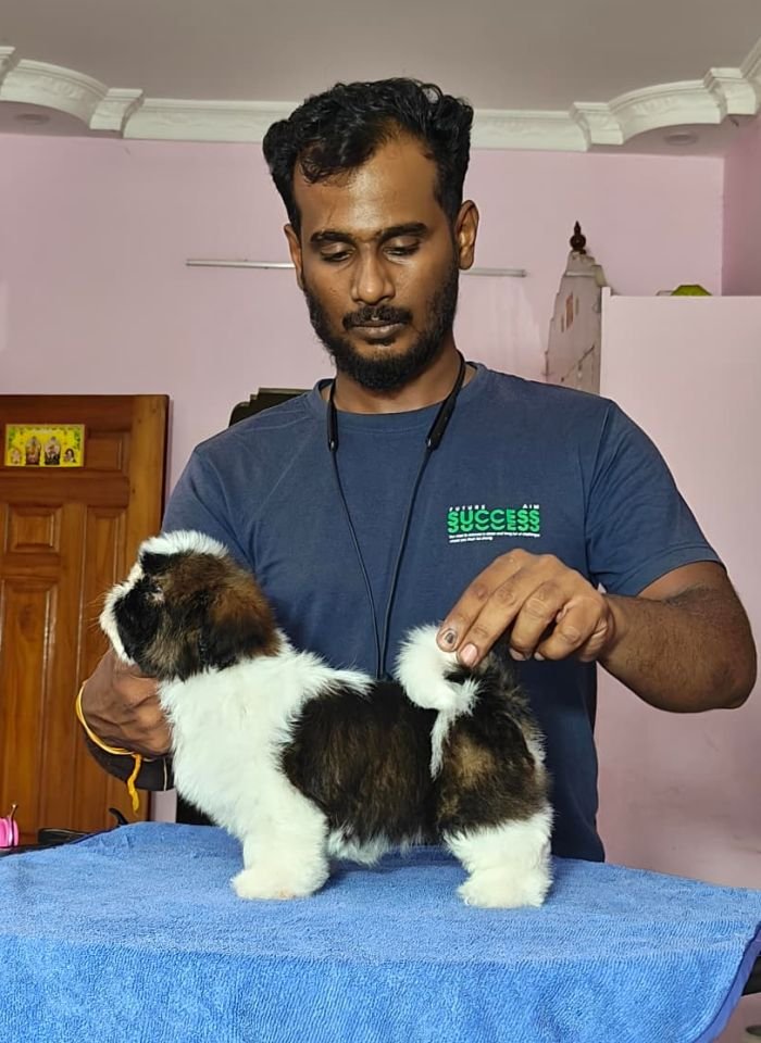 DogsIndia.com - Shih Tzu - Vikram 