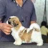 DogsIndia.com - Shih Tzu - Vikram 