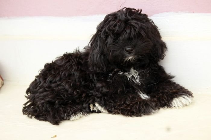 DogsIndia.com - Shih Poo - Voyagerz