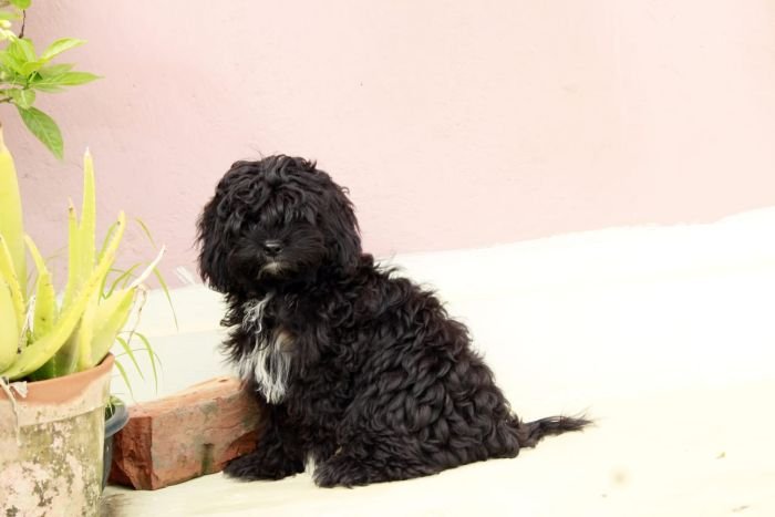 DogsIndia.com - Shih Poo - Voyagerz