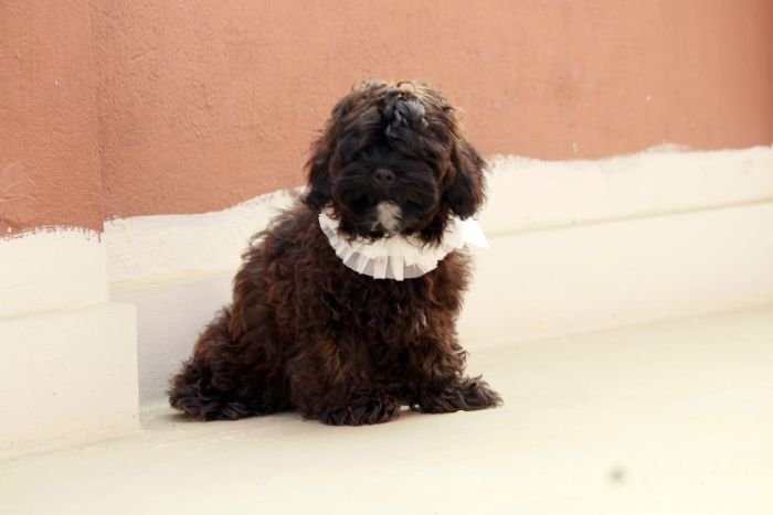 DogsIndia.com - Shih Poo - Voyagerz
