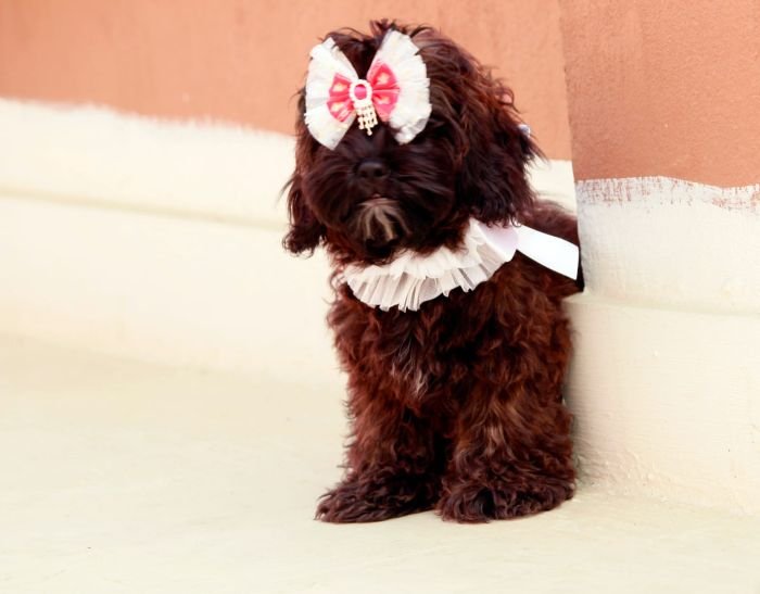 DogsIndia.com - Shih Poo - Voyagerz