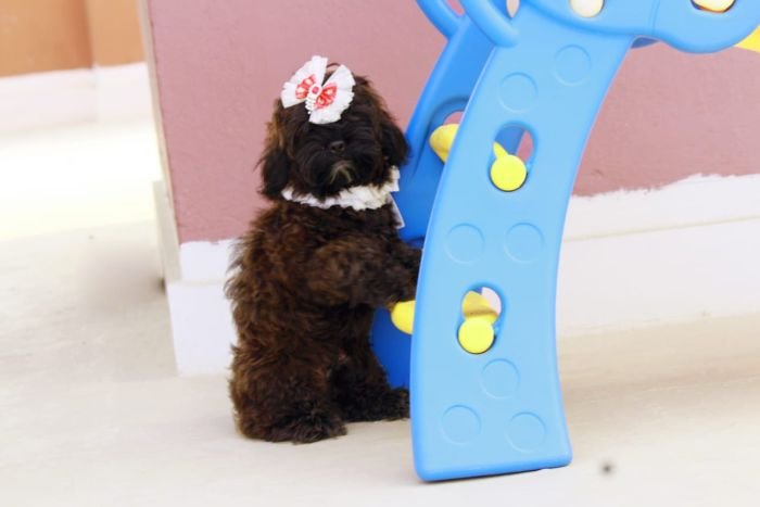DogsIndia.com - Shih Poo - Voyagerz