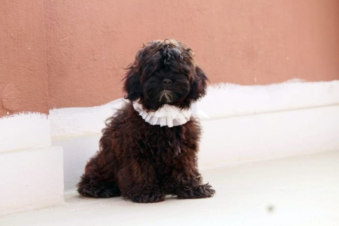 DogsIndia.com - Shih Poo - Voyagerz
