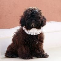 DogsIndia.com - Shih Poo - Voyagerz