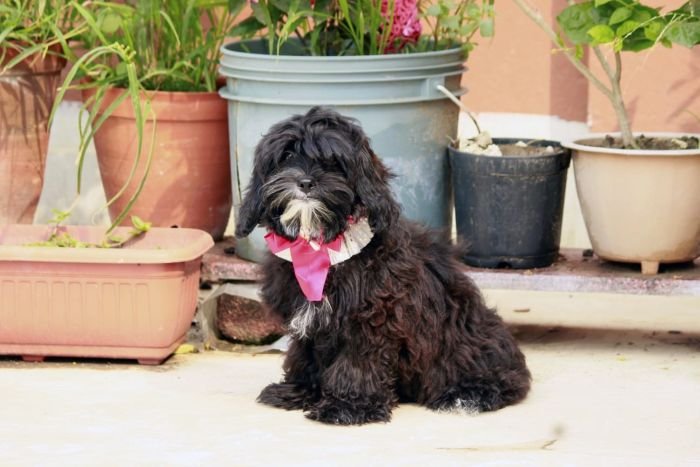 DogsIndia.com - Shih Poo - Voyagerz