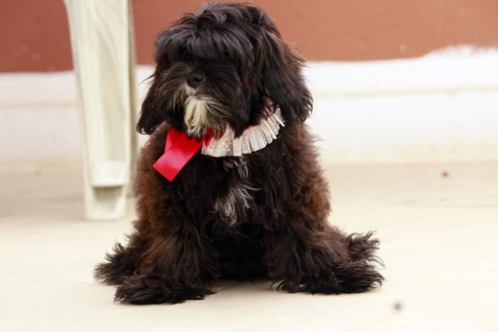DogsIndia.com - Shih Poo - Voyagerz