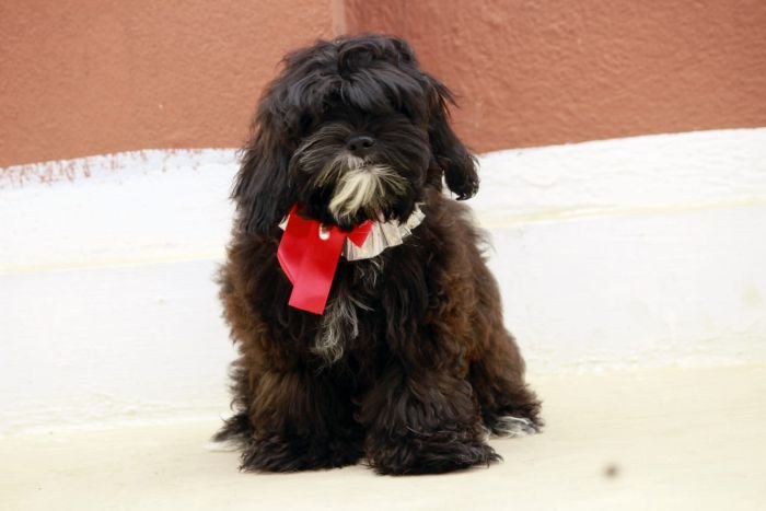 DogsIndia.com - Shih Poo - Voyagerz