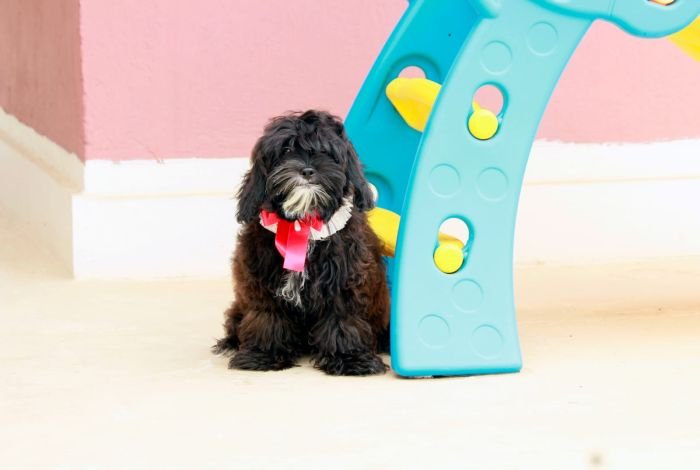 DogsIndia.com - Shih Poo - Voyagerz