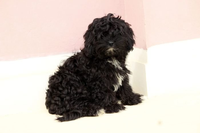 DogsIndia.com - Shih Poo - Voyagerz