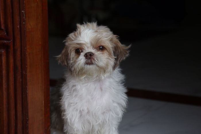 DogsIndia.com - Shih Tzu - Shabeer