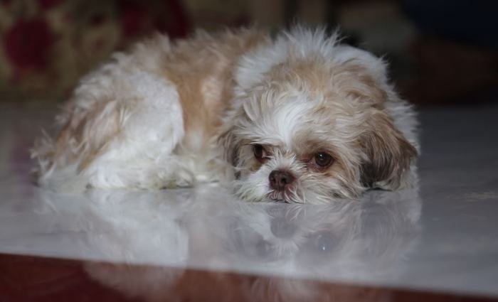 DogsIndia.com - Shih Tzu - Shabeer