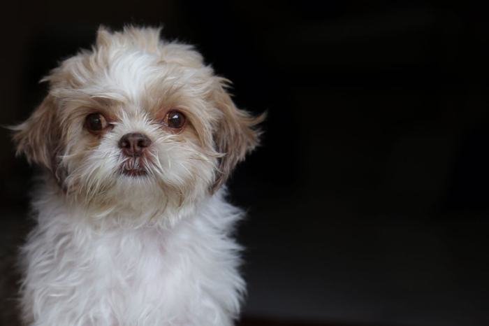 DogsIndia.com - Shih Tzu - Shabeer